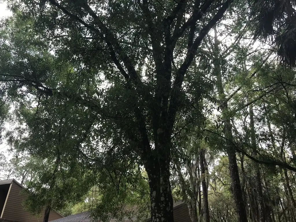 Foto de Quercus laurifolia (Quercus laurifolias)