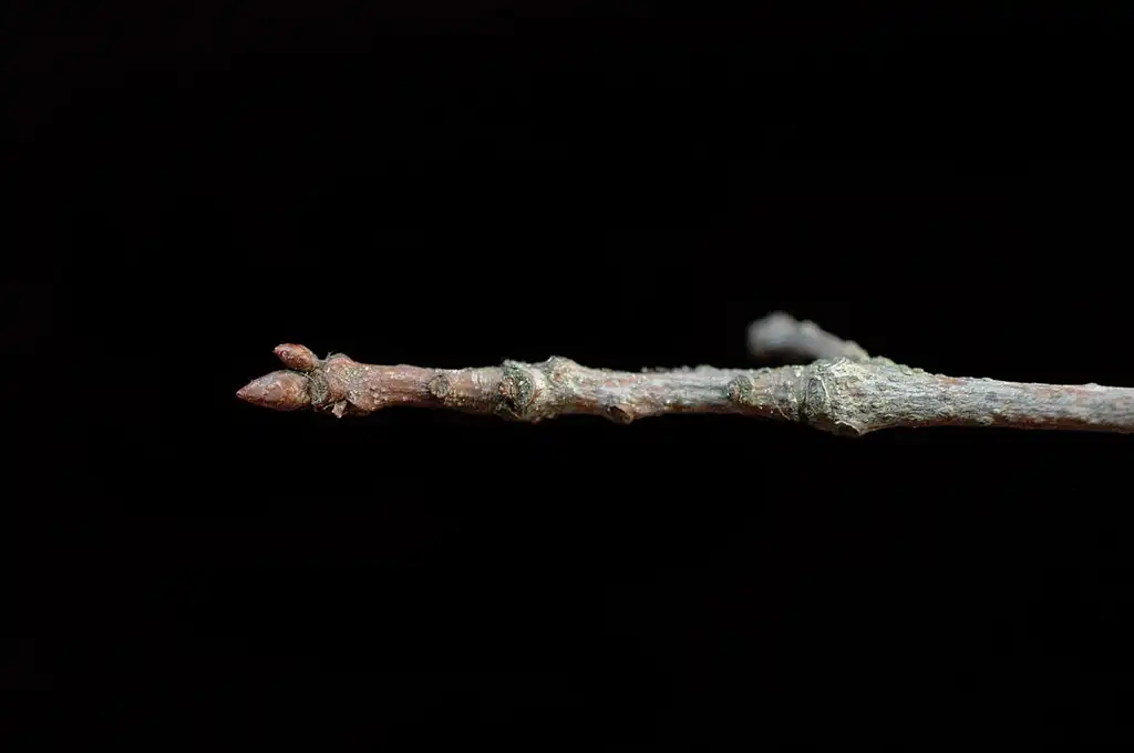Foto de Quercus laurifolia - Stem:Bruce Kirchoff