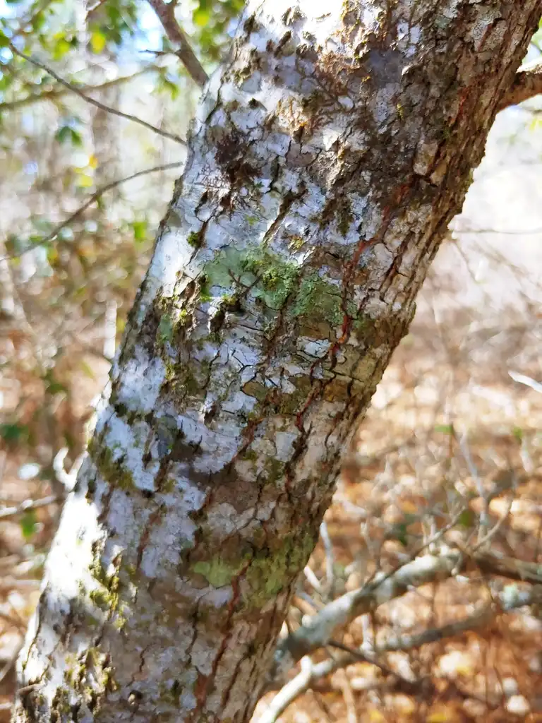 Foto de Quercus laurifolia - bark in winter Brunswick Nature Park:skdavidson