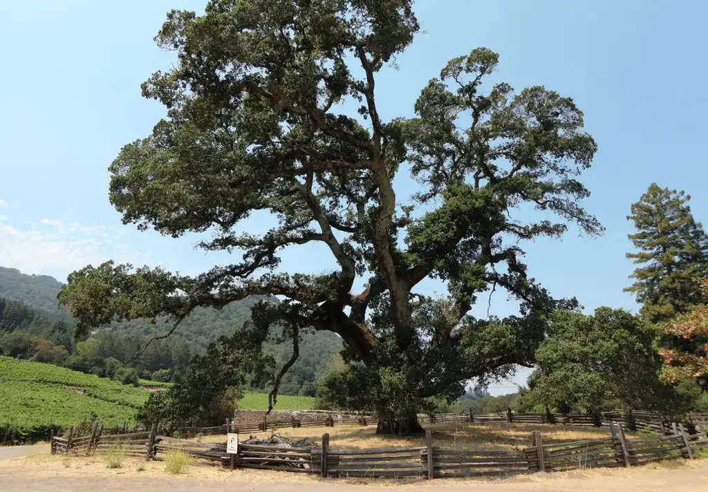 Foto de Quercus lobata (Quercus lobatas)