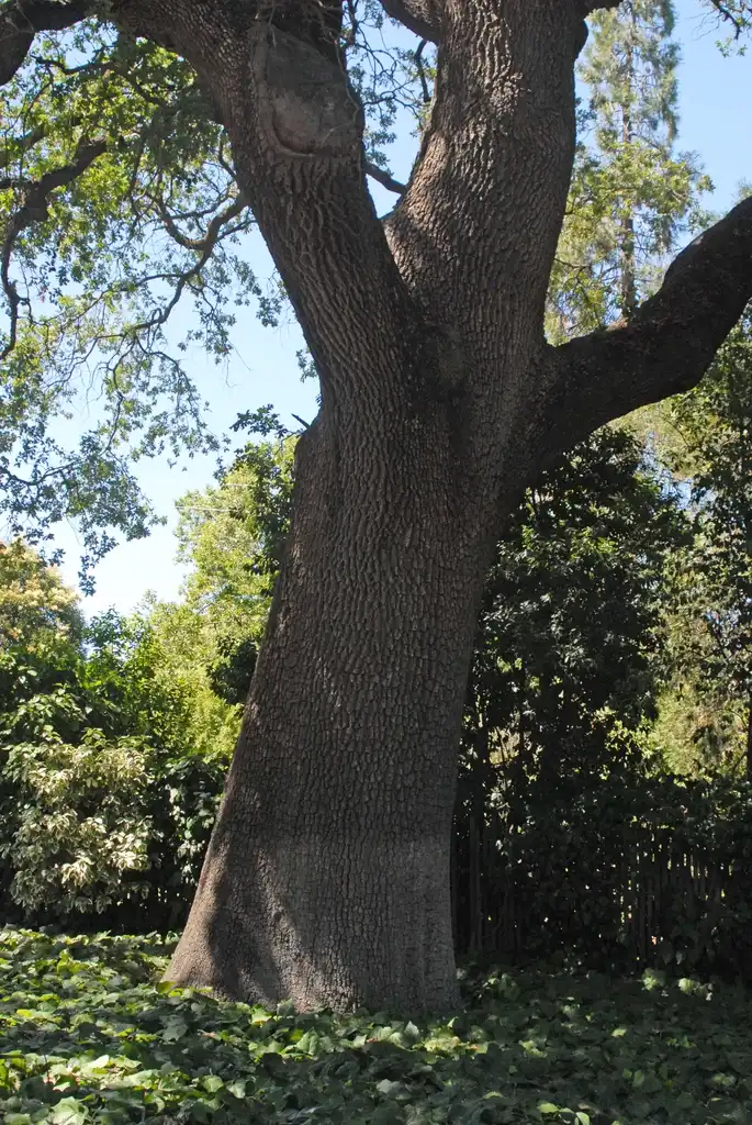 Foto de Quercus lobata (Quercus lobatas)