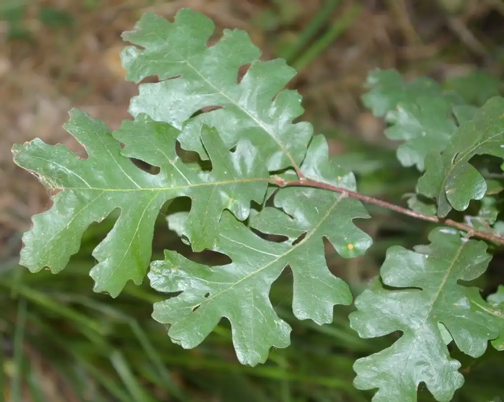 Foto de Quercus lobata - Leaves: