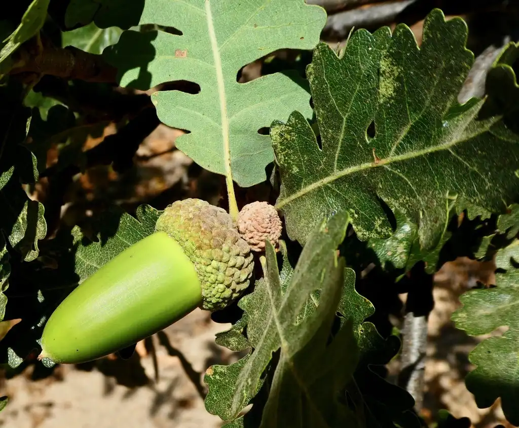 Foto de Quercus lobata - Fruit:dlbowls