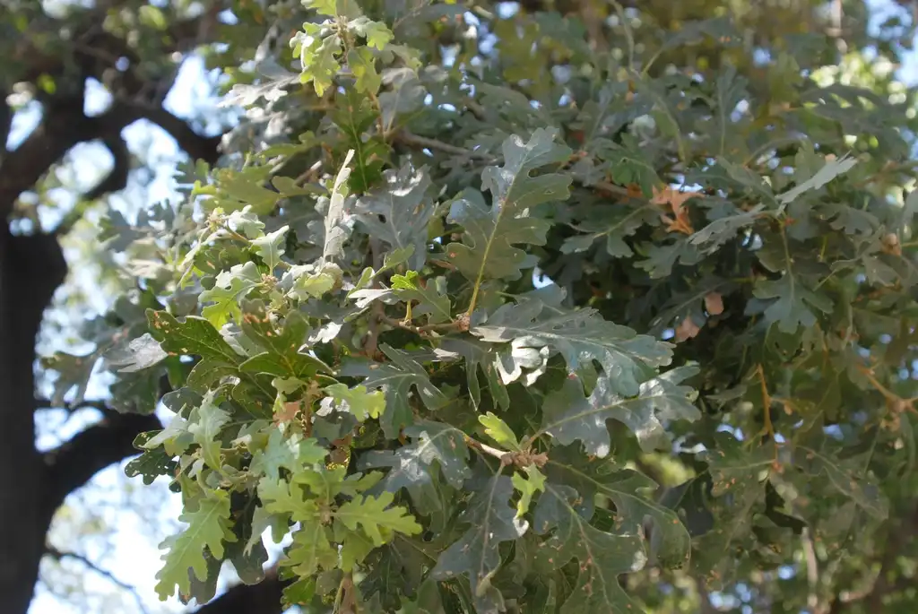 Foto de Quercus lobata - Leaves:Jim Robbins