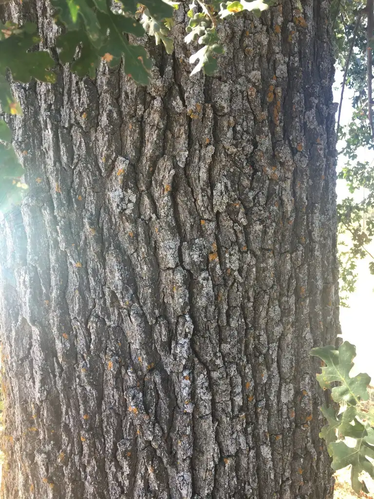 Foto de Quercus lobata - Bark:Corey Lange