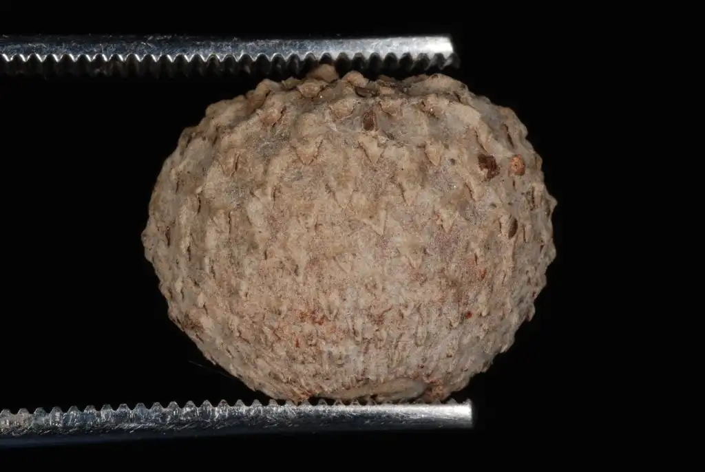 Photo of Quercus lyrata (Quercus lyratas)