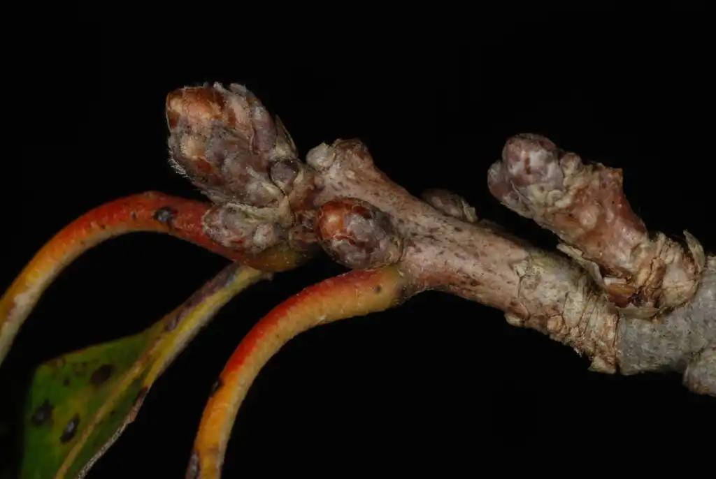 Photo of Quercus lyrata (Quercus lyratas)