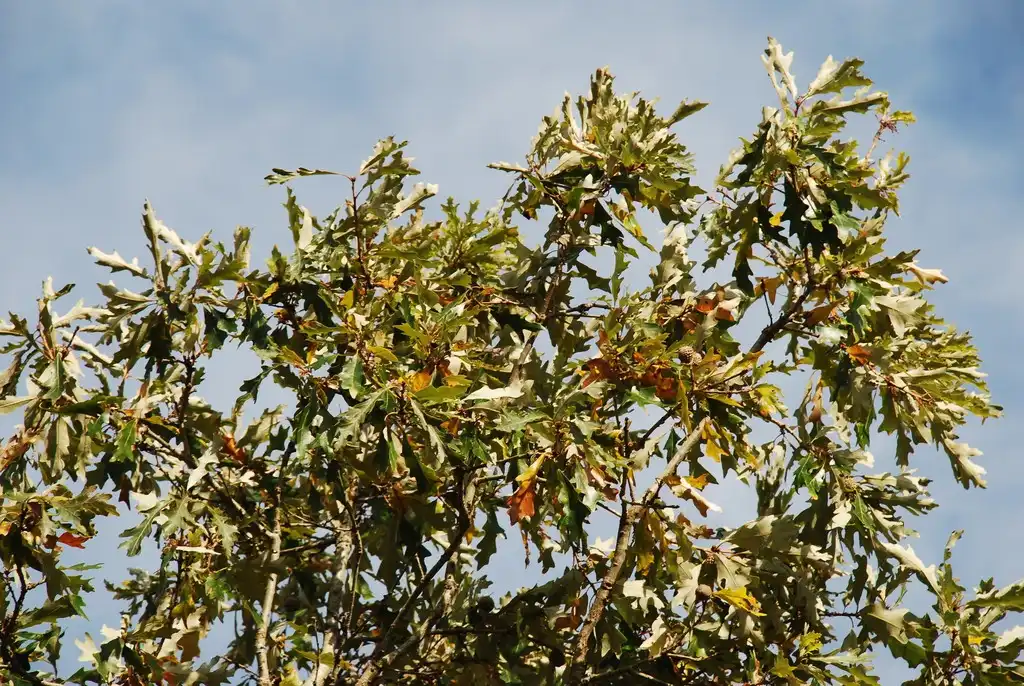 Photo of Quercus lyrata - (Pitt County, NC)-Late Fall:Douglas Goldman, USDA