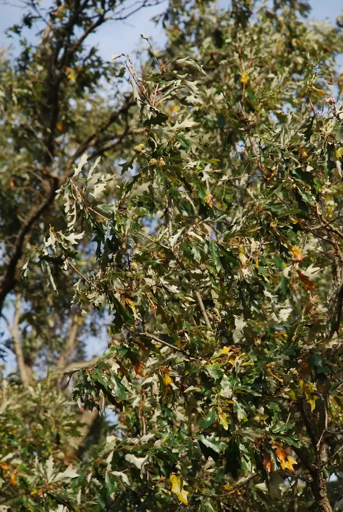 Photo of Quercus lyrata - (Pitt County, NC)-Late Fall:Douglas Goldman, USDA