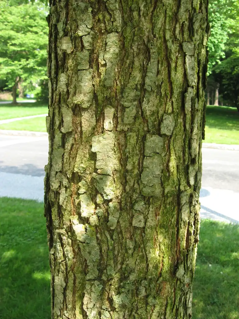 Photo of Quercus lyrata - Bark:Chhe