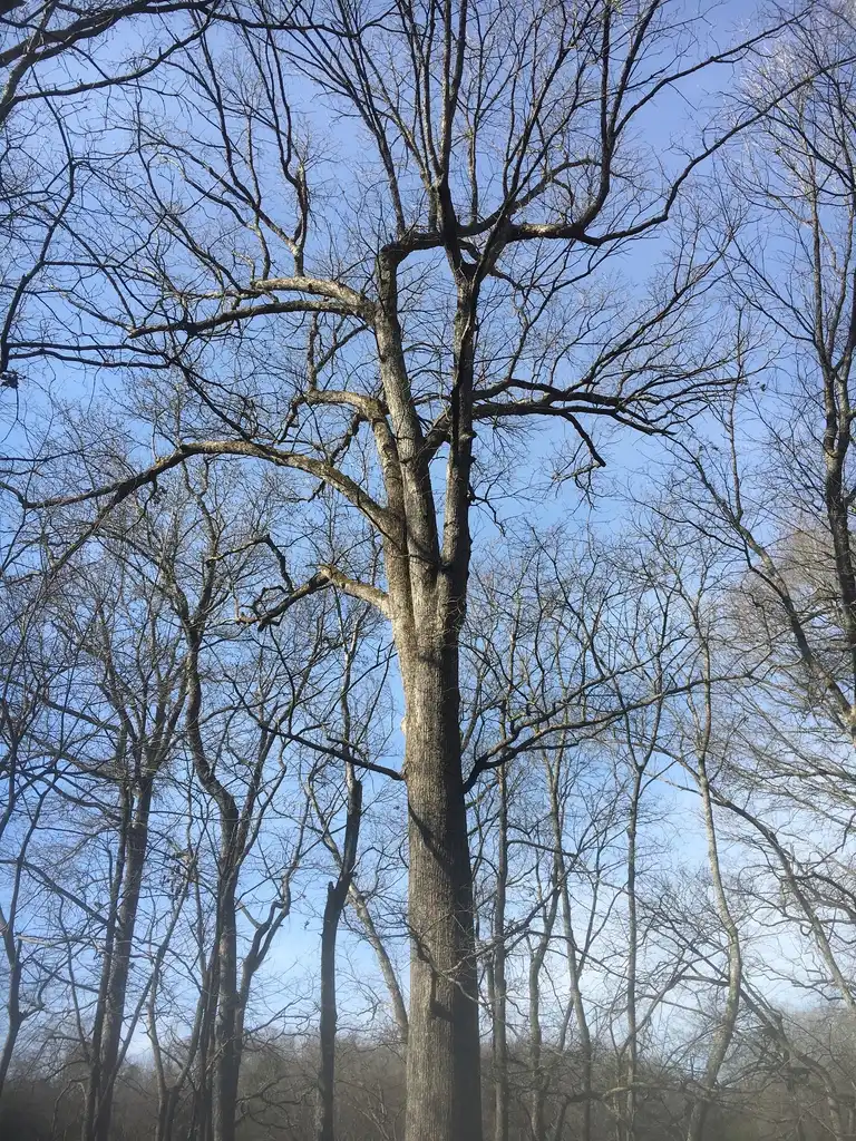 Photo of Quercus lyrata - Winter form:Robert Gilson
