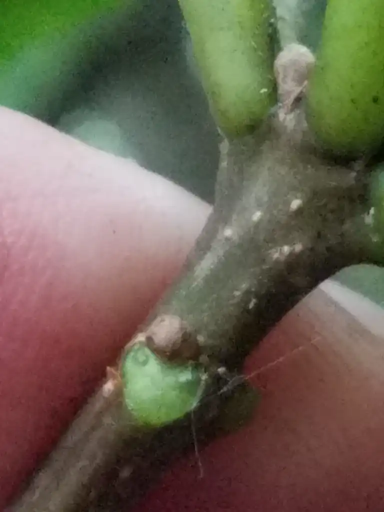 Photo of Quercus lyrata - Stem:Erin Faulkner