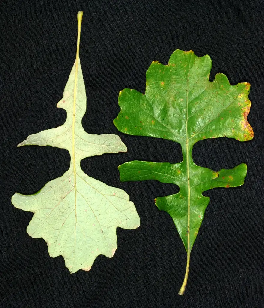 Photo of Quercus macrocarpa (Quercus macrocarpas)