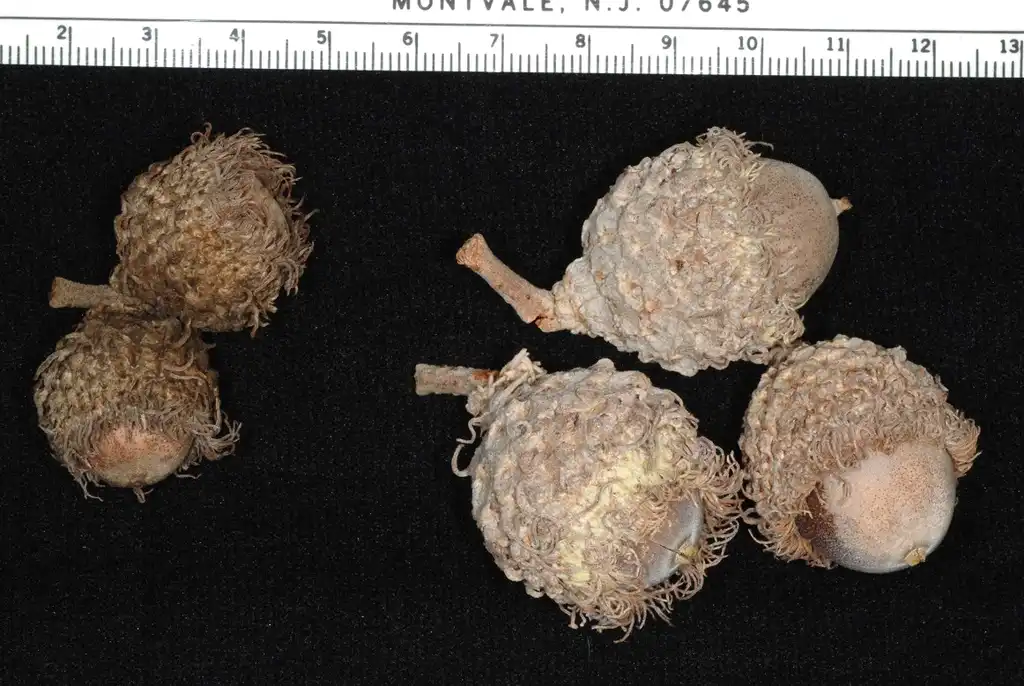 Photo of Quercus macrocarpa (Quercus macrocarpas)