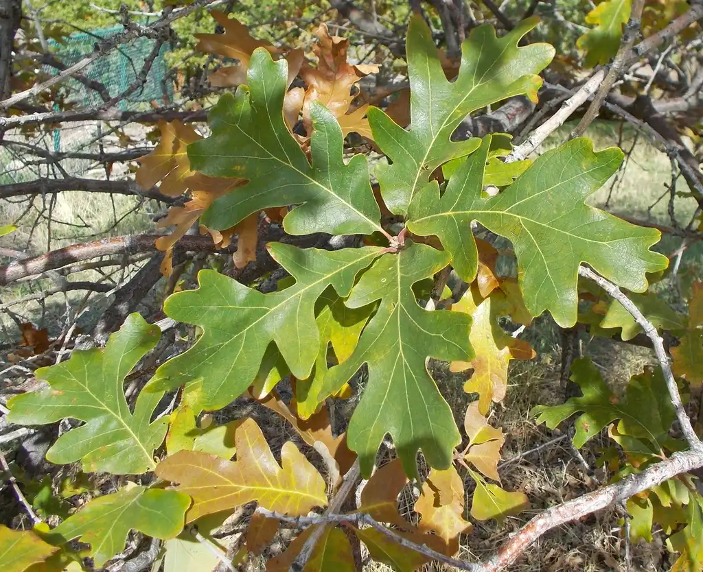 Photo of Quercus macrocarpa - Leaves:Andrey Zharkikh