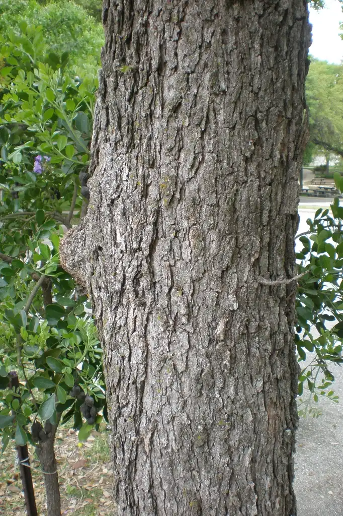 Photo of Quercus macrocarpa - Trunk:Mary PK Burns