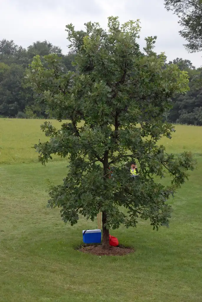 Photo of Quercus macrocarpa - Young Form:Jim Robbins