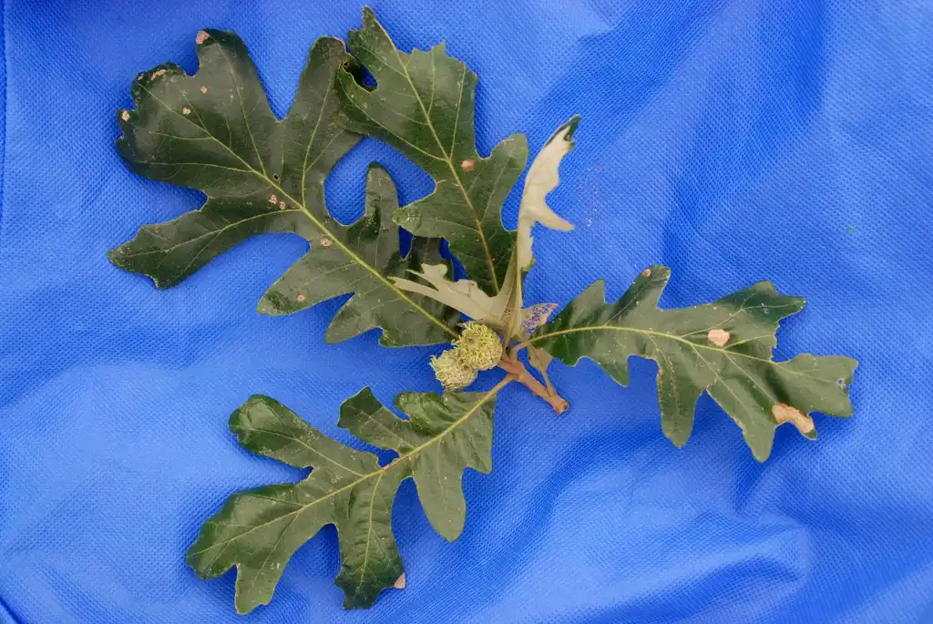 Photo of Quercus macrocarpa - Fruit and Leaf Detail:Jim Robbins