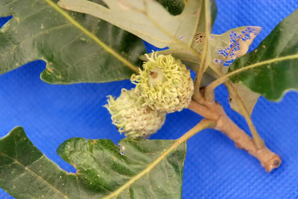 Photo of Quercus macrocarpa - Leaf Base:Jim Robbins