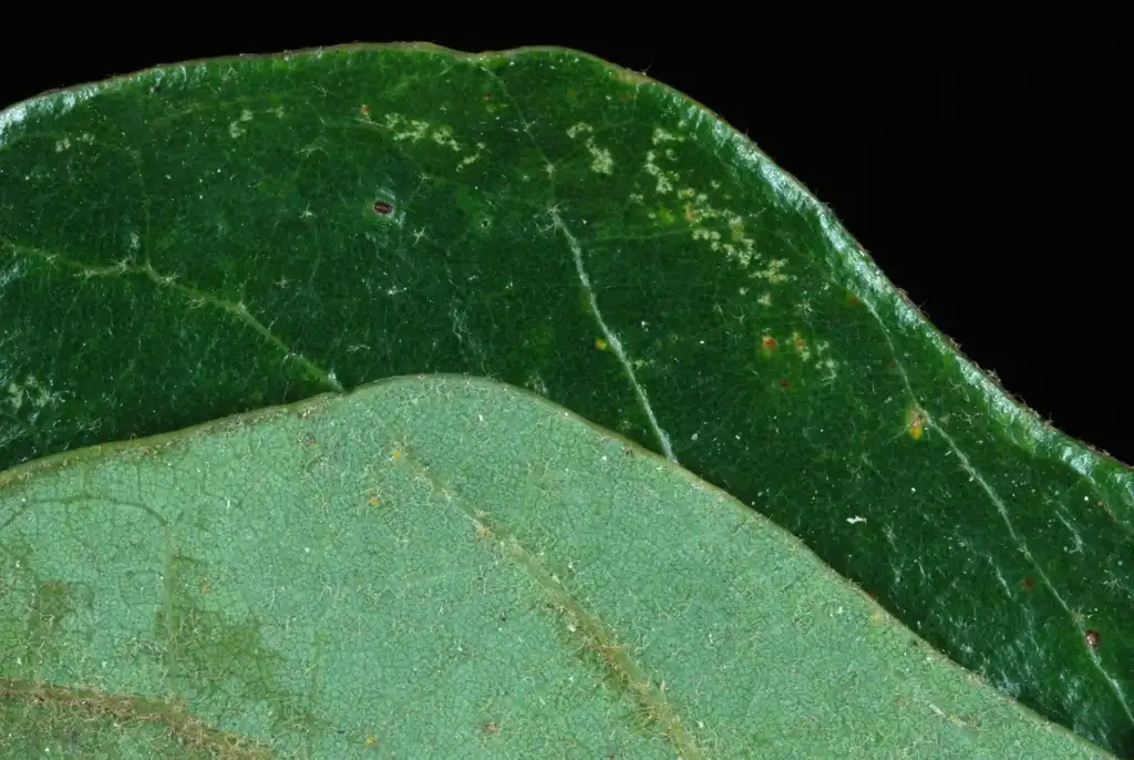 Photo of Quercus margarettae (Quercus margarettaes)