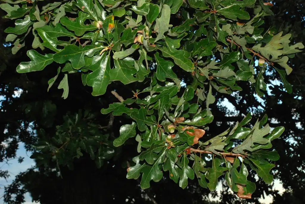 Photo of Quercus margarettae (Quercus margarettaes)