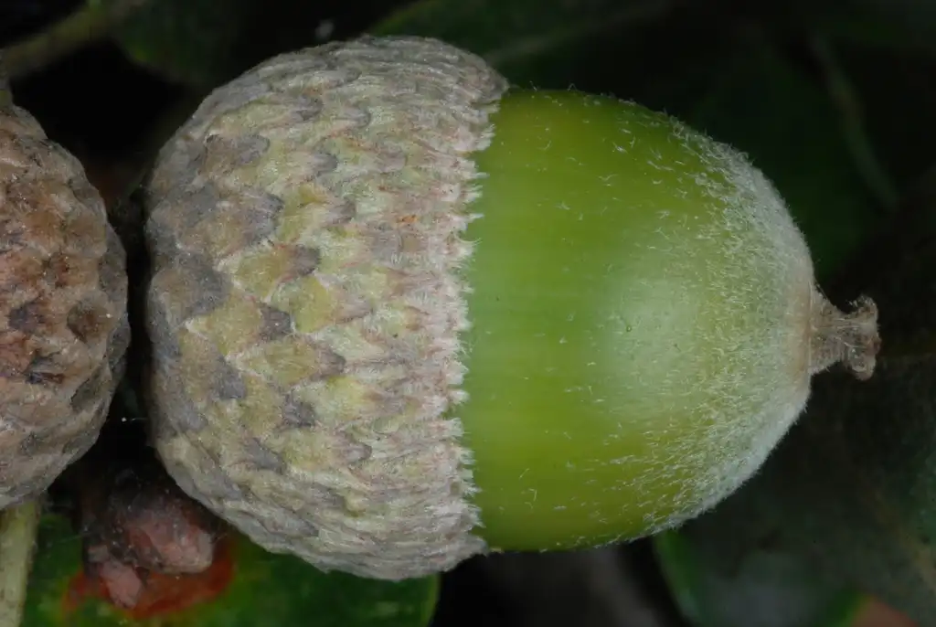 Photo of Quercus margarettae - Acorn side view (Kershaw County, SC)-Early Fall:Douglas Goldman, USDA