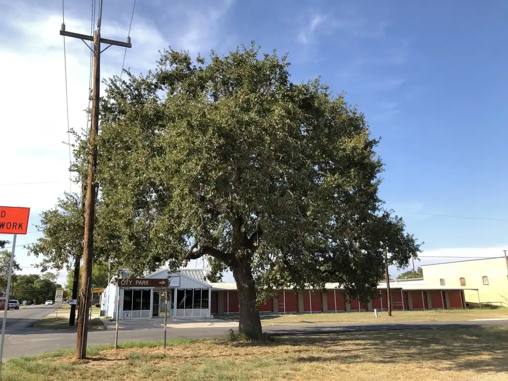 Photo of Quercus margarettae - Form:oscar
