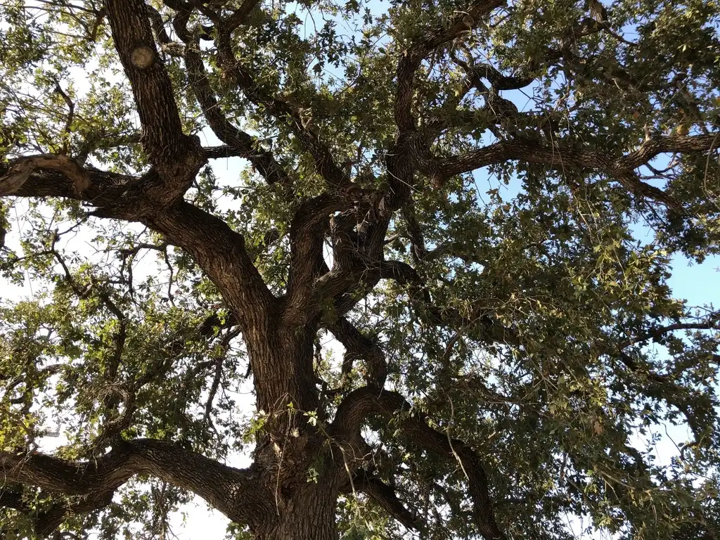 Photo of Quercus margarettae - Form:oscar