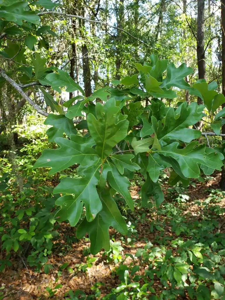 Photo of Quercus margarettae - Leaves:Alvin Diamond