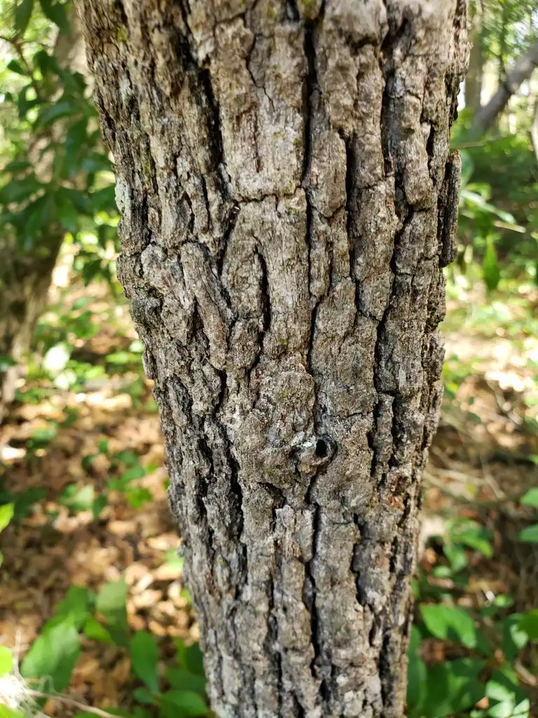 Photo of Quercus margarettae - Bark:Alvin Diamond