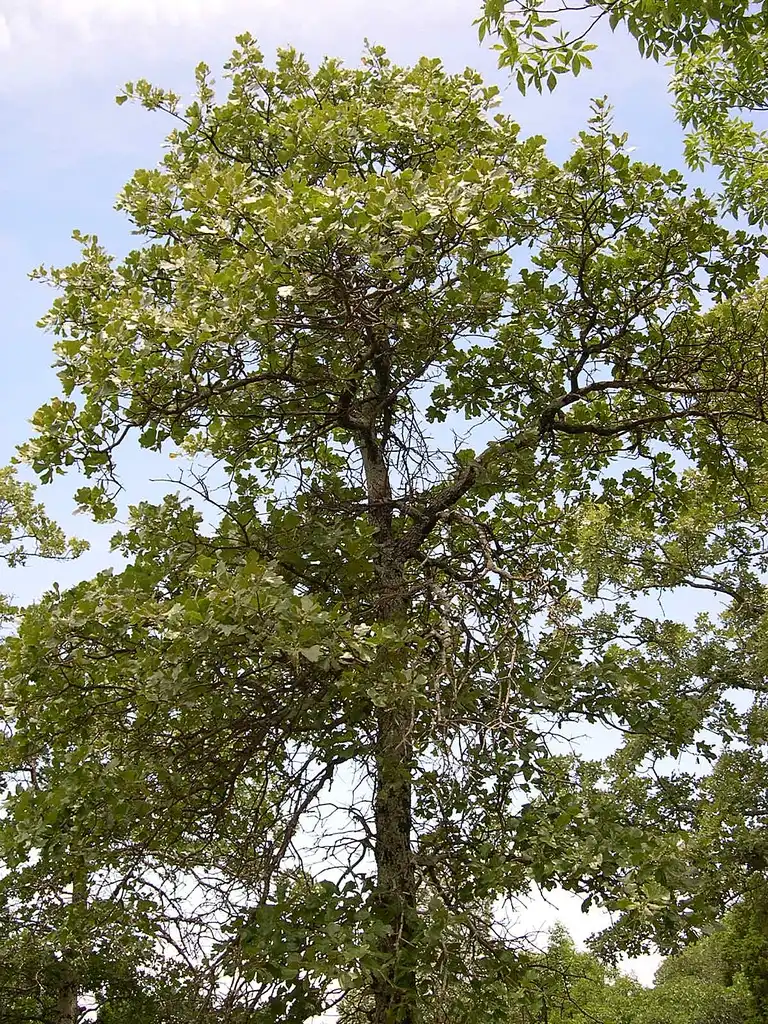 Photo of Quercus marilandica (Quercus marilandicas)