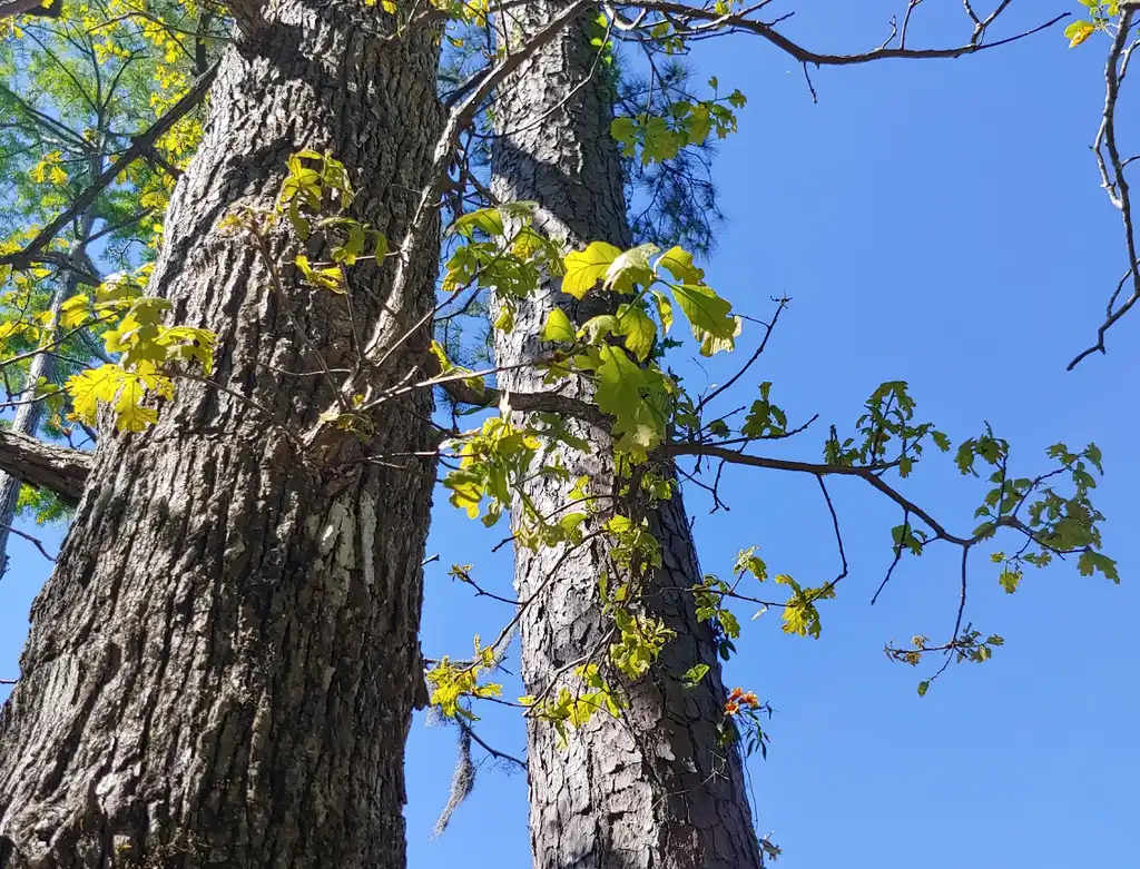 Photo of Quercus marilandica (Quercus marilandicas)