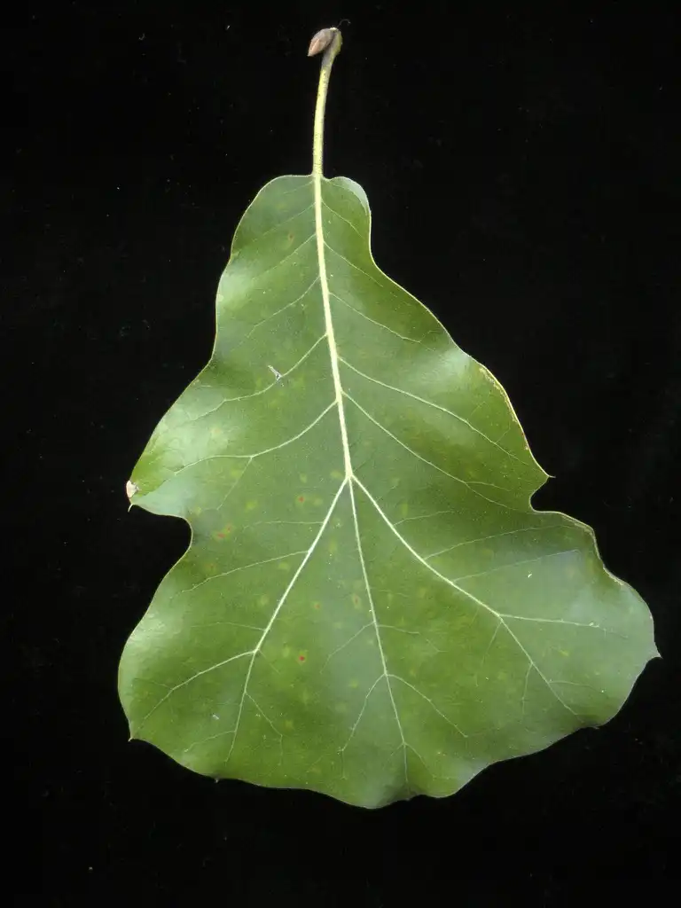 Photo of Quercus marilandica - Leaf closeup:Bruce Kirchoff