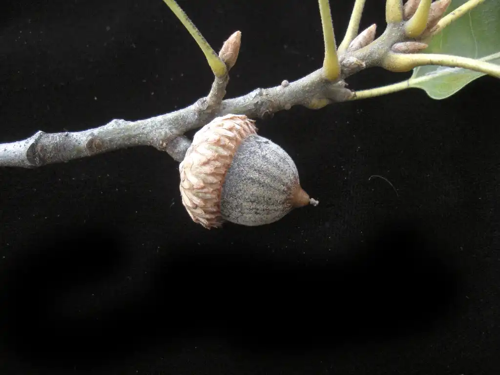 Photo of Quercus marilandica - Fruit:Bruce Kirchoff