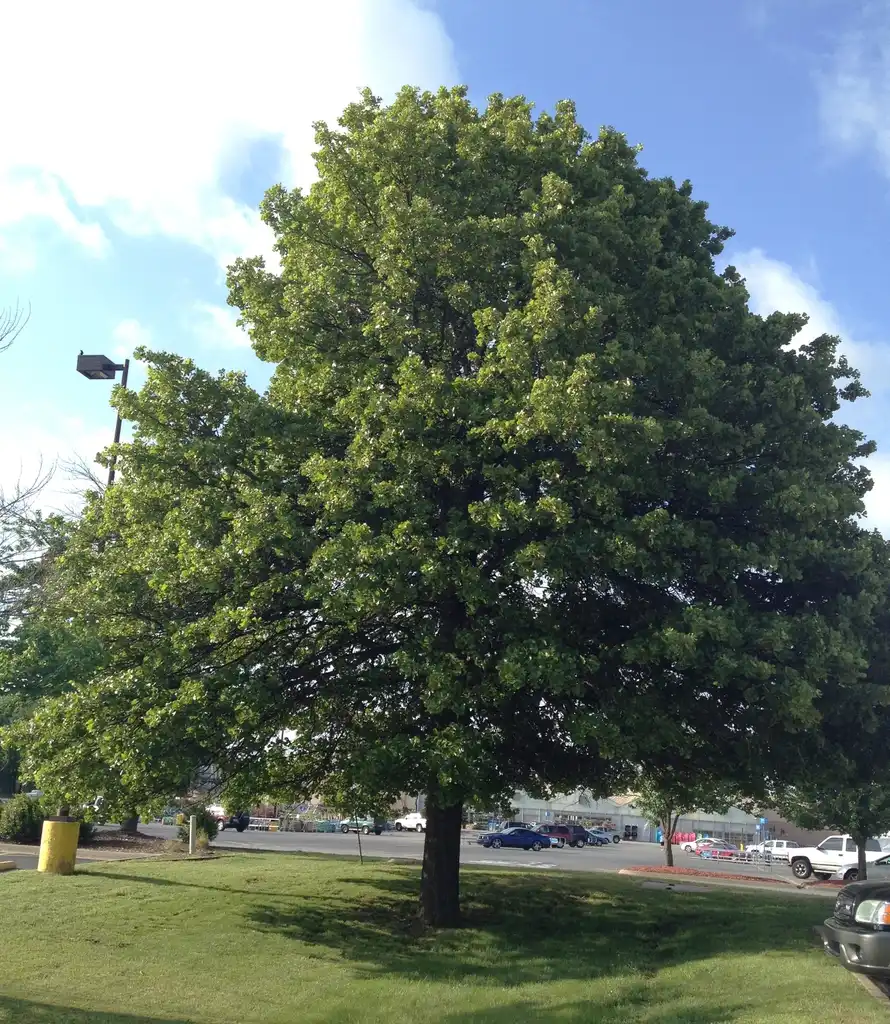 Photo of Quercus marilandica - Full Form:Jim Robbins