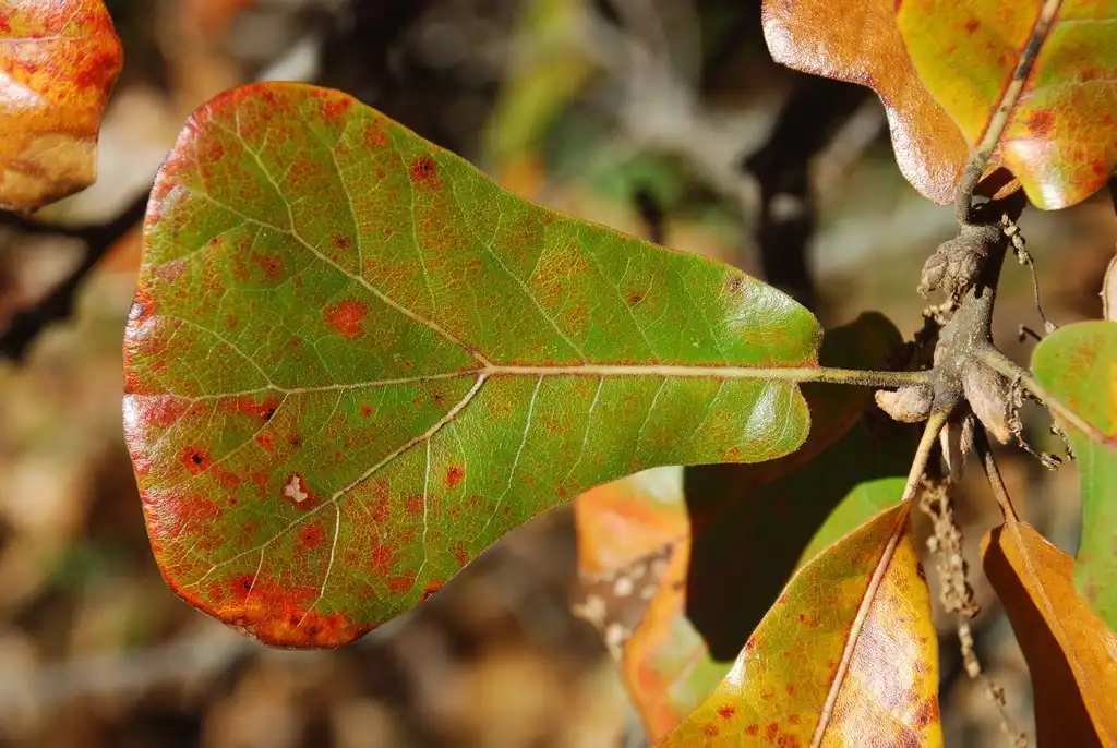 Photo of Quercus marilandica - (Greensboro, NC)-Late Fall:Douglas Goldman, USDA