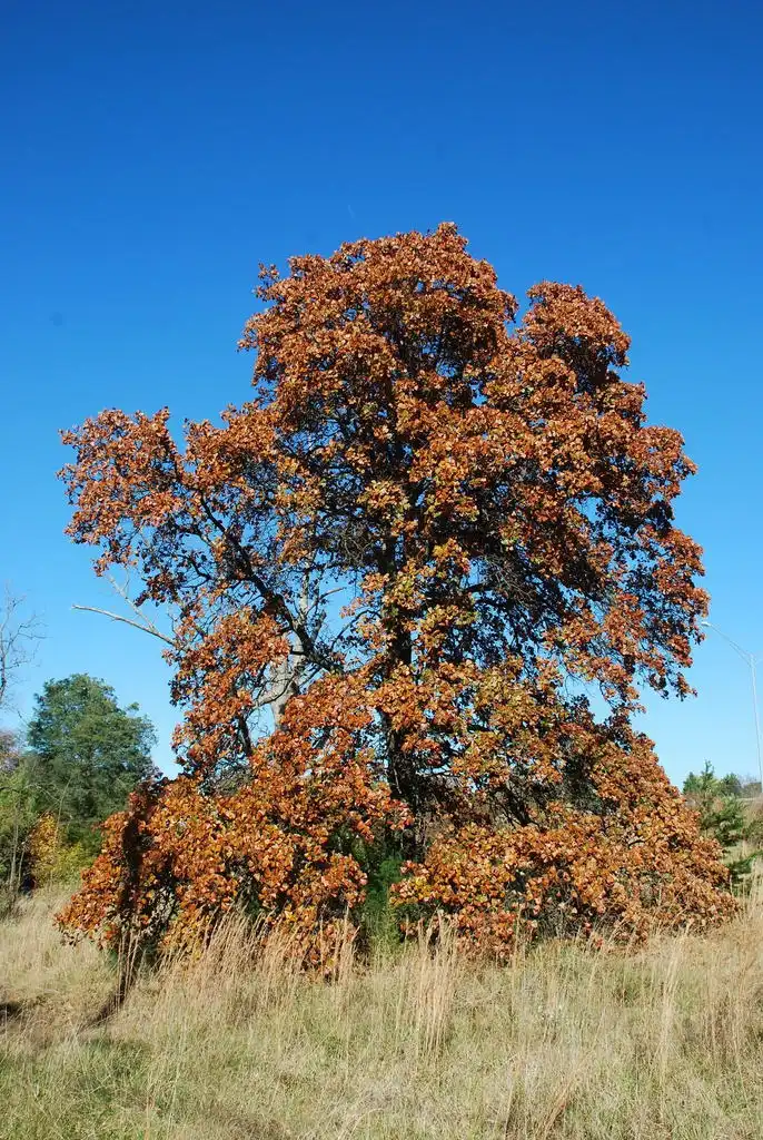 Photo of Quercus marilandica - (Greensboro, NC)-Late Fall:Douglas Goldman, USDA