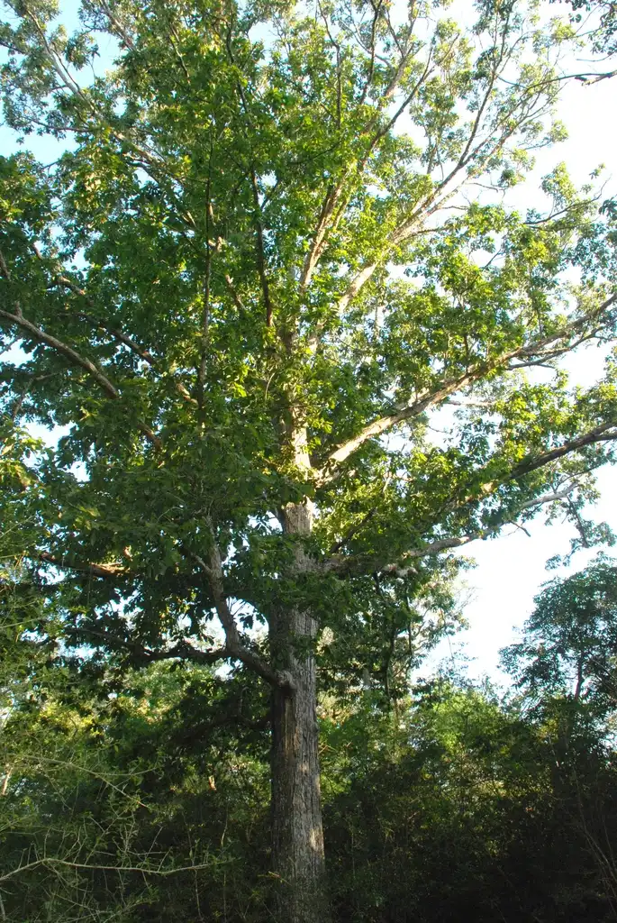 Фото Quercus michauxii (Quercus michauxiis)