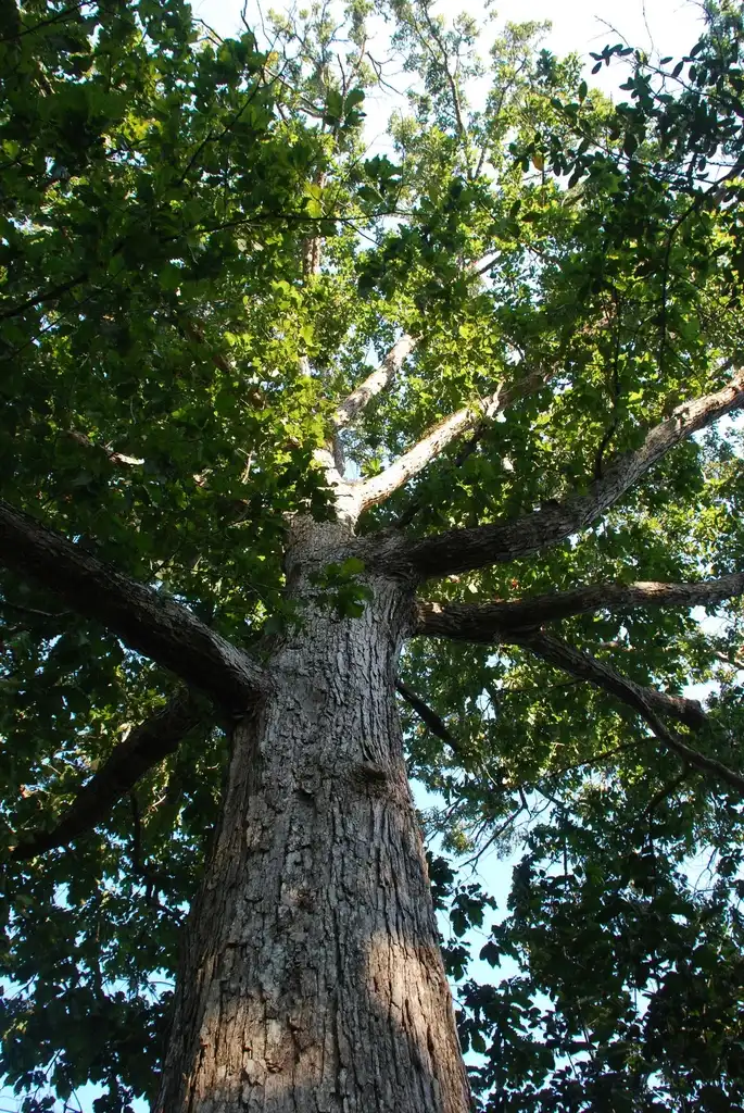 Фото Quercus michauxii (Quercus michauxiis)