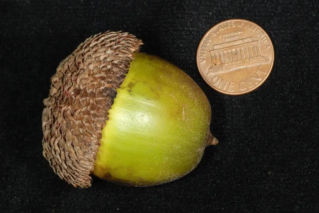 Фото Quercus michauxii - Side view acorn (Brazoria County, TX)-Early Fall:Douglas Goldman, USDA