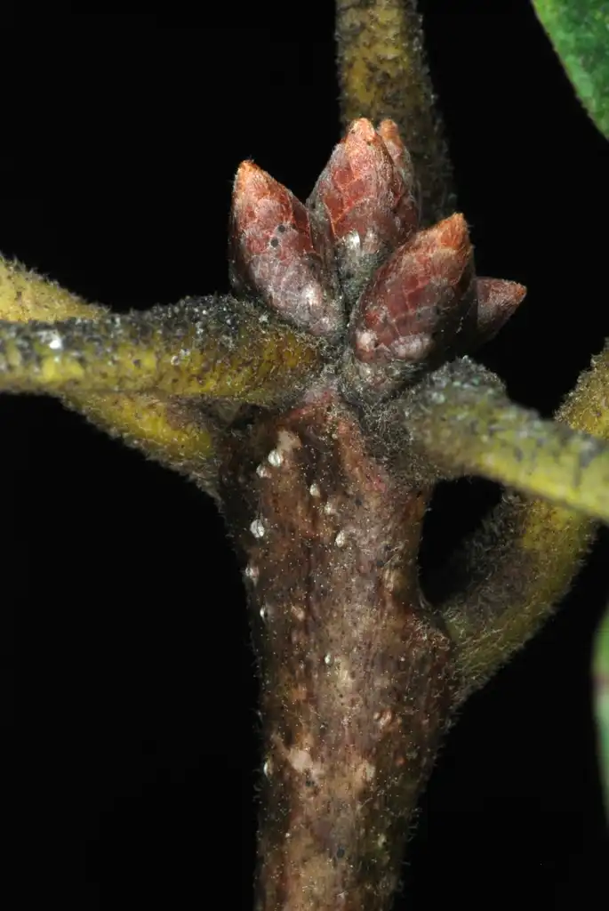 Фото Quercus michauxii - Stem buds (Brazoria County, TX)-Early Fall:Douglas Goldman, USDA