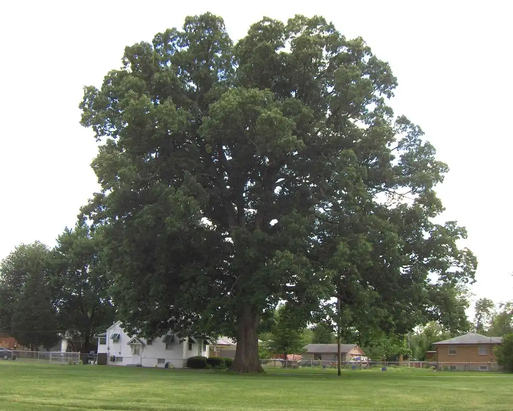 Фото Quercus michauxii - Form:Jaknouse