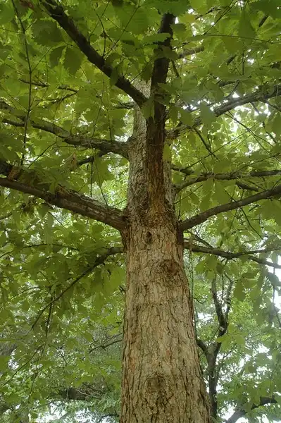 Фото Quercus michauxii - Form:Bruce Kirchoff