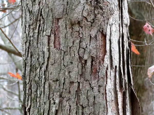 Фото Quercus michauxii - Bark:Katja Schultz