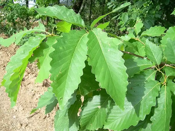 Фото Quercus michauxii - Leaves:Melissa Wilkins