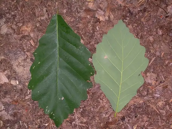 Фото Quercus michauxii - Underside of leaf:Melissa Wilkins