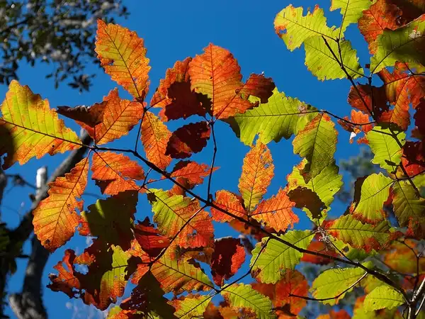 Фото Quercus michauxii - Fall color:C. Houder