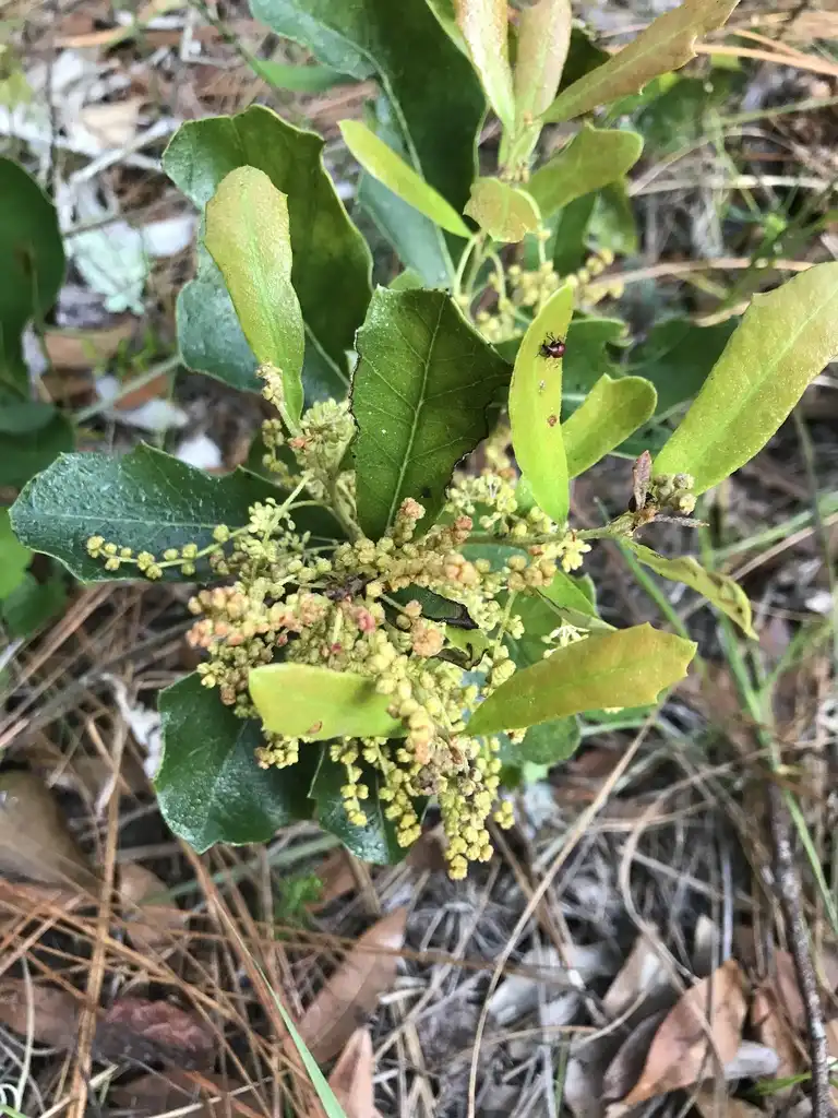 Photo of Quercus minima (Quercus minimas)