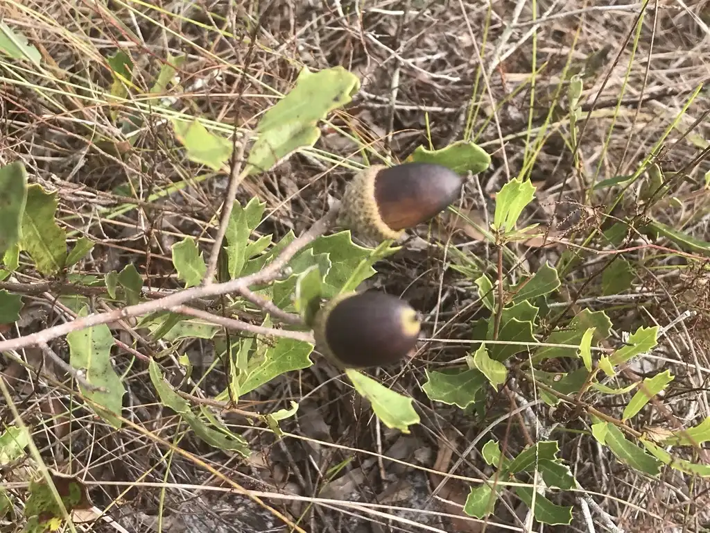 Photo of Quercus minima (Quercus minimas)