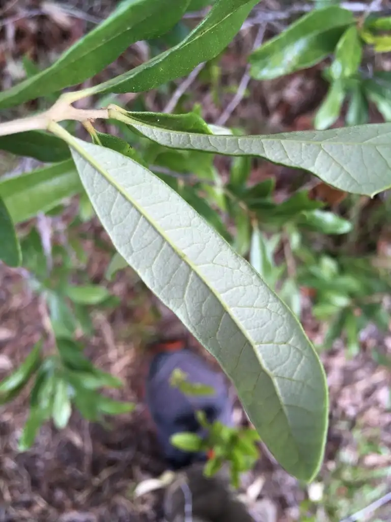 Photo of Quercus minima - Underside of leaf:Eric M Powell